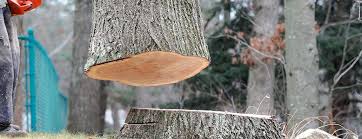 Best Tree and Shrub Care  in Myers Corner, NY