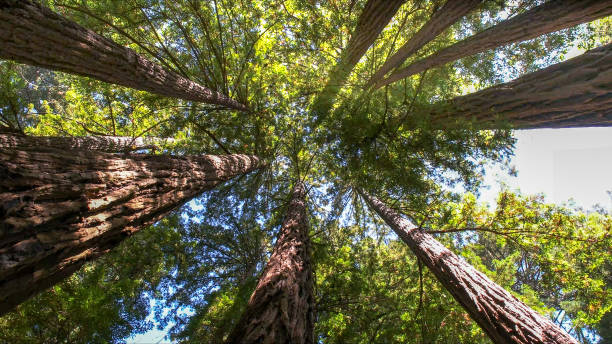 Best Tree Cabling and Bracing  in Myers Corner, NY