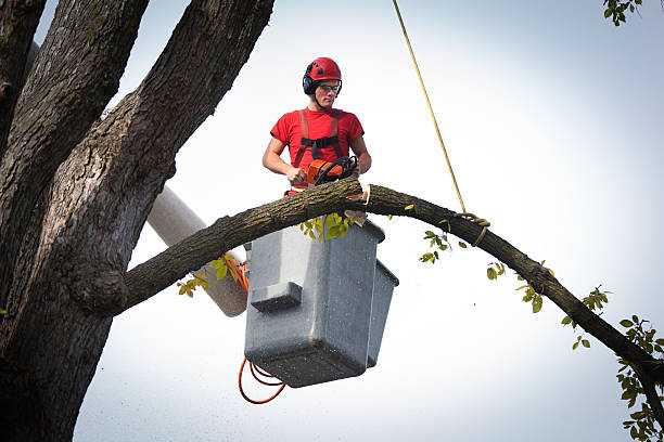 Best Emergency Tree Removal  in Myers Corner, NY
